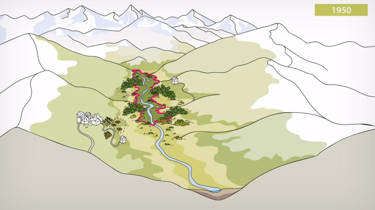 Sauver la roselière ! Une courte animation pour retracer sa restauration.